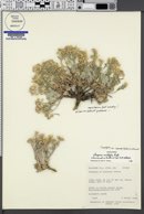 Image of Physaria grahamii