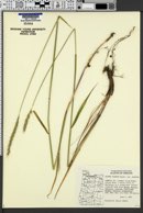 Elymus glaucus var. glaucus image