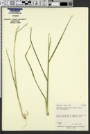 Elymus hispidus image