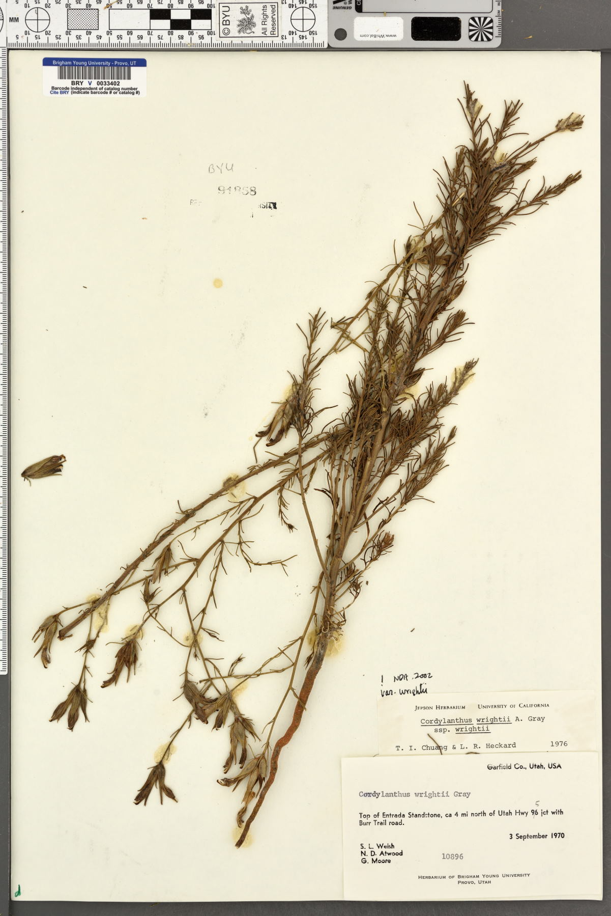 Cordylanthus wrightii var. wrightii image