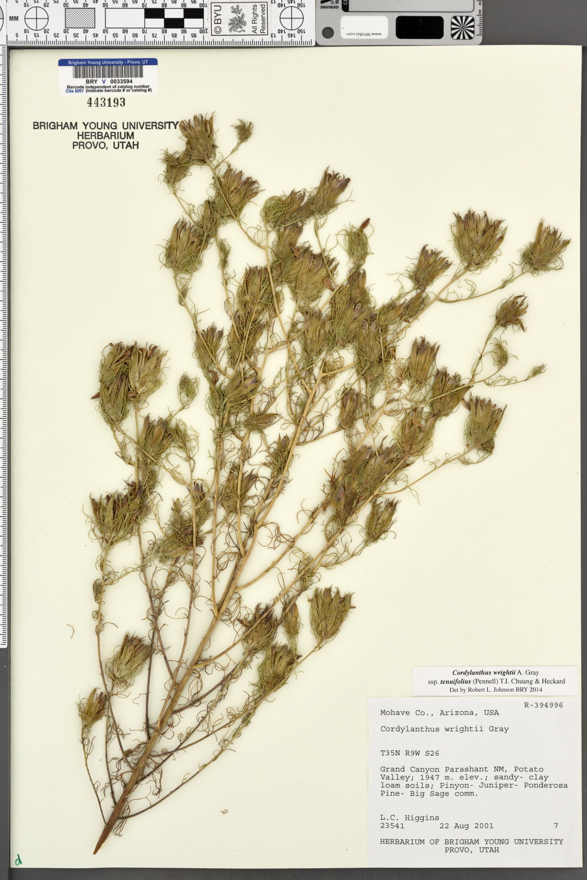 Cordylanthus wrightii subsp. tenuifolius image