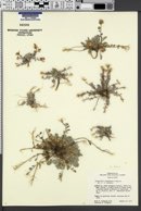 Physaria hemiphysaria subsp. lucens image