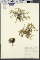 Physaria hemiphysaria subsp. lucens image