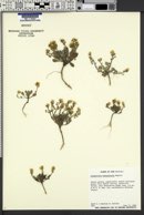 Physaria hemiphysaria image