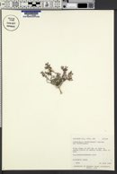 Physaria hemiphysaria subsp. hemiphysaria image