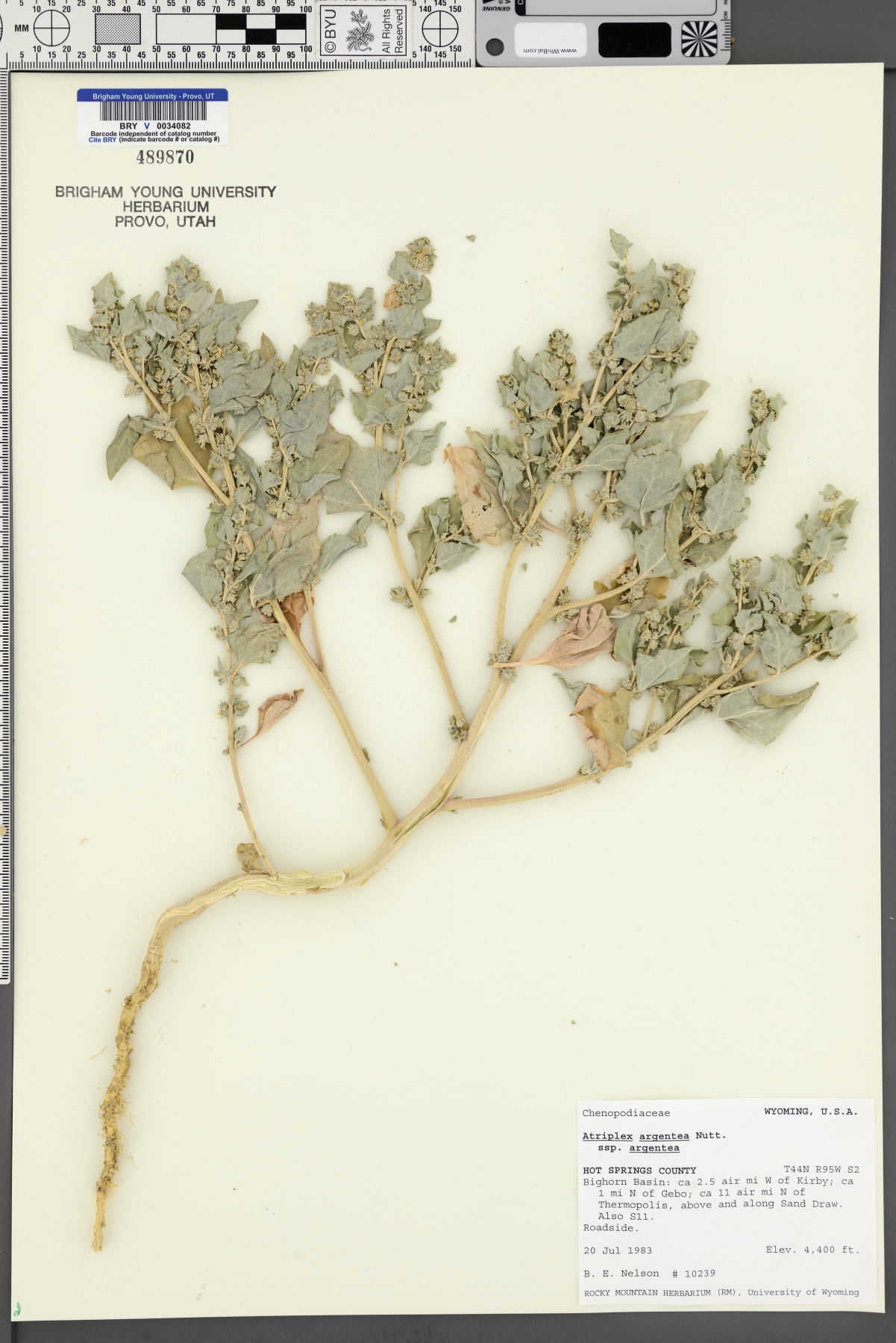 Atriplex argentea subsp. argentea image