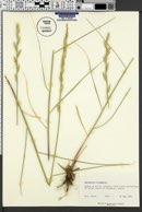 Thinopyrum elongatum image
