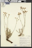 Eriogonum spathulatum var. spathulatum image