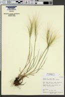 Elymus elymoides subsp. elymoides image