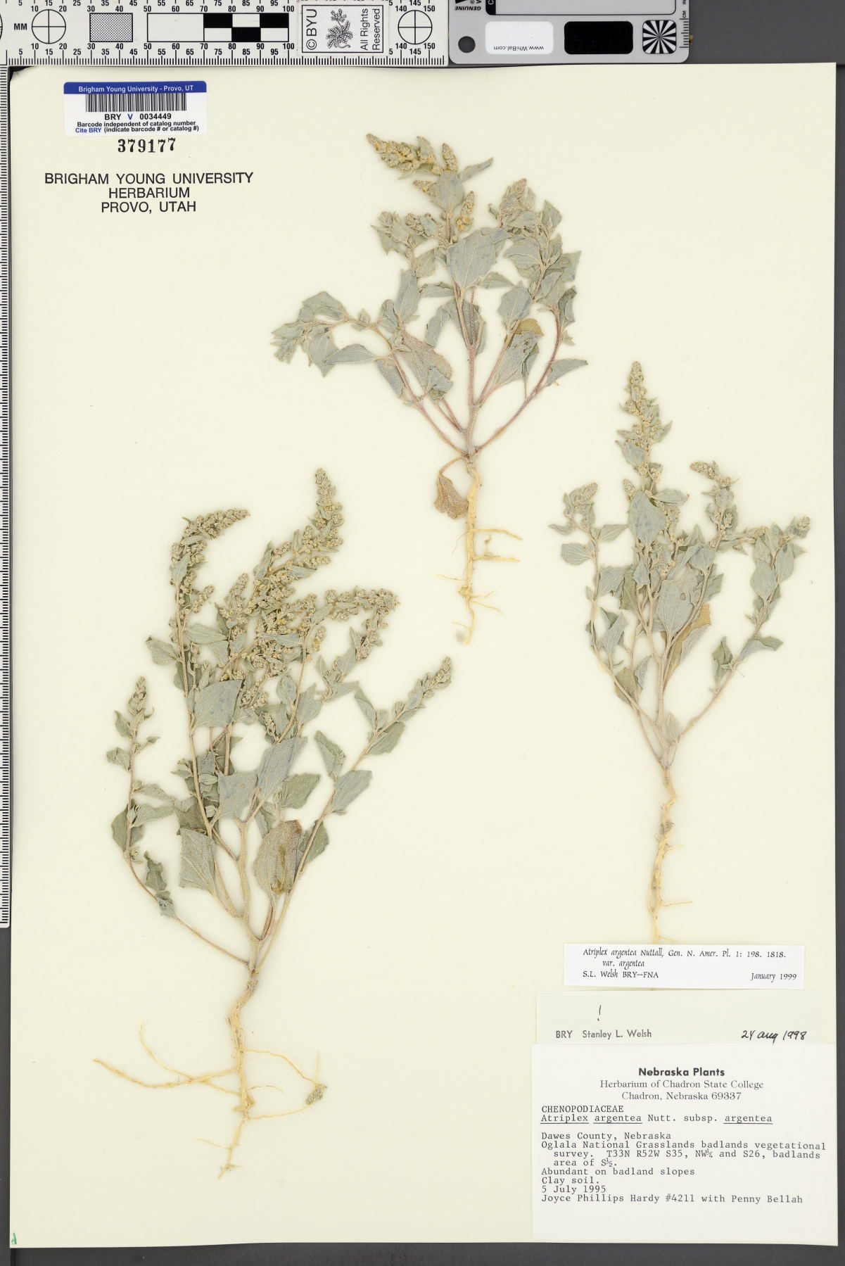 Atriplex argentea subsp. argentea image