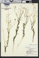 Descurainia pinnata subsp. paysonii image