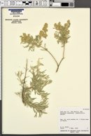 Atriplex canescens var. angustifolia image
