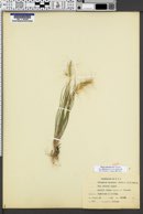 Elymus elymoides subsp. californicus image