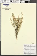Atriplex confertifolia image