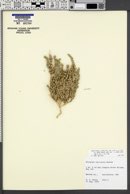Atriplex coronata var. vallicola image