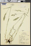 Bromus hordeaceus subsp. hordeaceus image