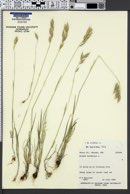 Bromus hordeaceus subsp. hordeaceus image