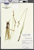 Carex holmgreniorum image