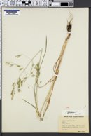 Bromus japonicus image
