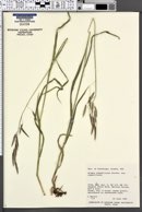 Bromus pumpellianus image