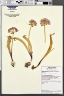Allium tolmiei var. persimile image