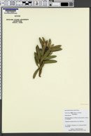 Image of Podocarpus latifolius
