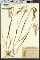 Image of Calamagrostis arundinacea