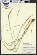 Calamagrostis scopulorum image
