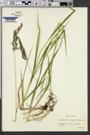 Calamagrostis chalybaea image