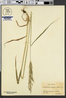 Calamagrostis chalybaea image