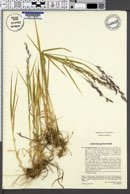 Image of Agrostis agrostiflora