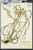 Calamagrostis lanceolata image