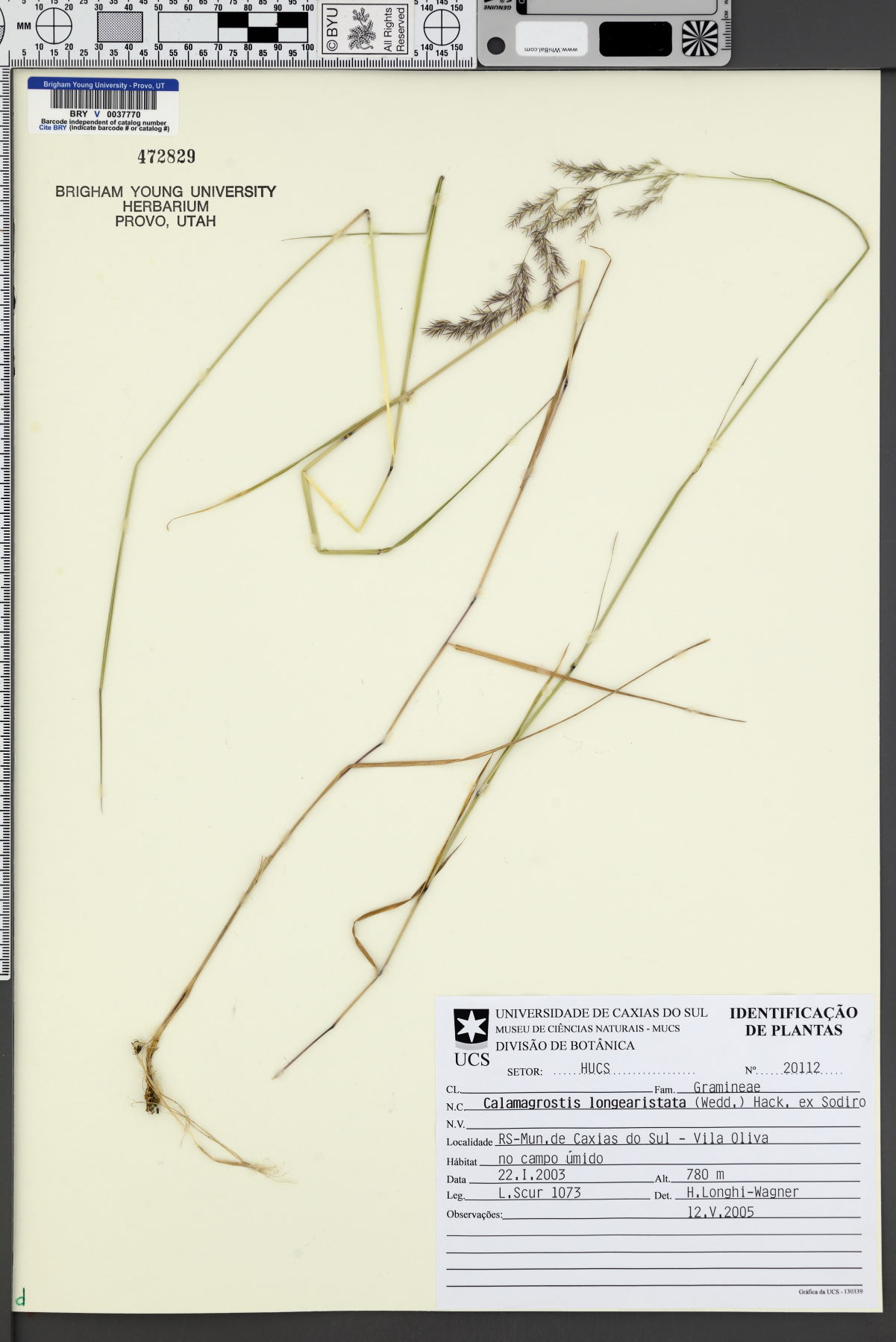 Calamagrostis rupestris image