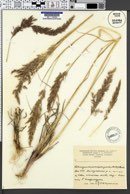 Calamagrostis pseudophragmites image