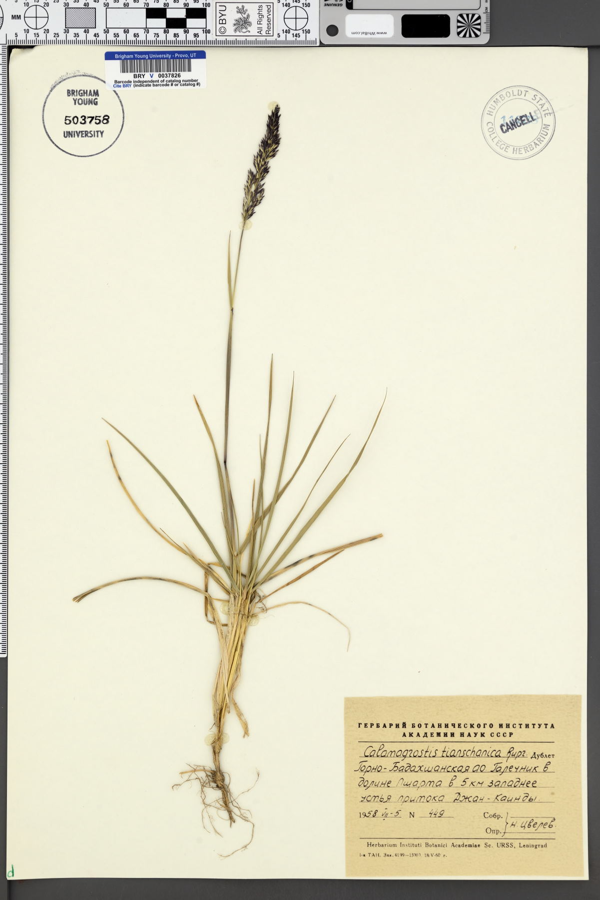 Calamagrostis tianschanica image