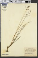 Image of Calamagrostis deschampsioides