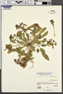 Eremothera boothii subsp. condensata image
