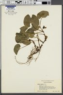 Asarum lemmonii image