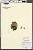 Pediocactus simpsonii image