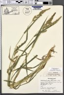 Echinochloa frumentacea image