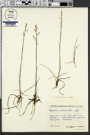 Image of Dupontia psilosantha
