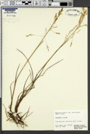 Dupontia fisheri subsp. psilosantha image