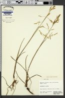 Dupontia fisheri subsp. psilosantha image
