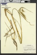 Echinochloa polystachya image