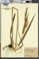 Echinochloa oryzoides image