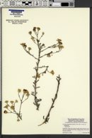 Lessingia filaginifolia var. filaginifolia image