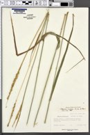 Leymus cinereus image