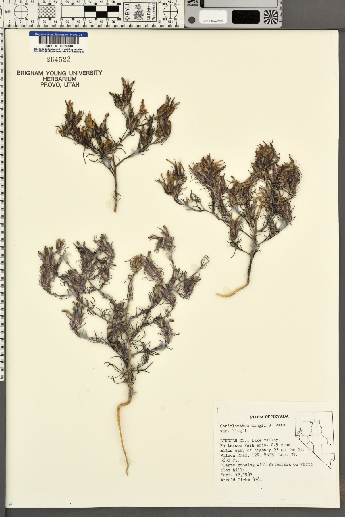 Cordylanthus kingii subsp. kingii image