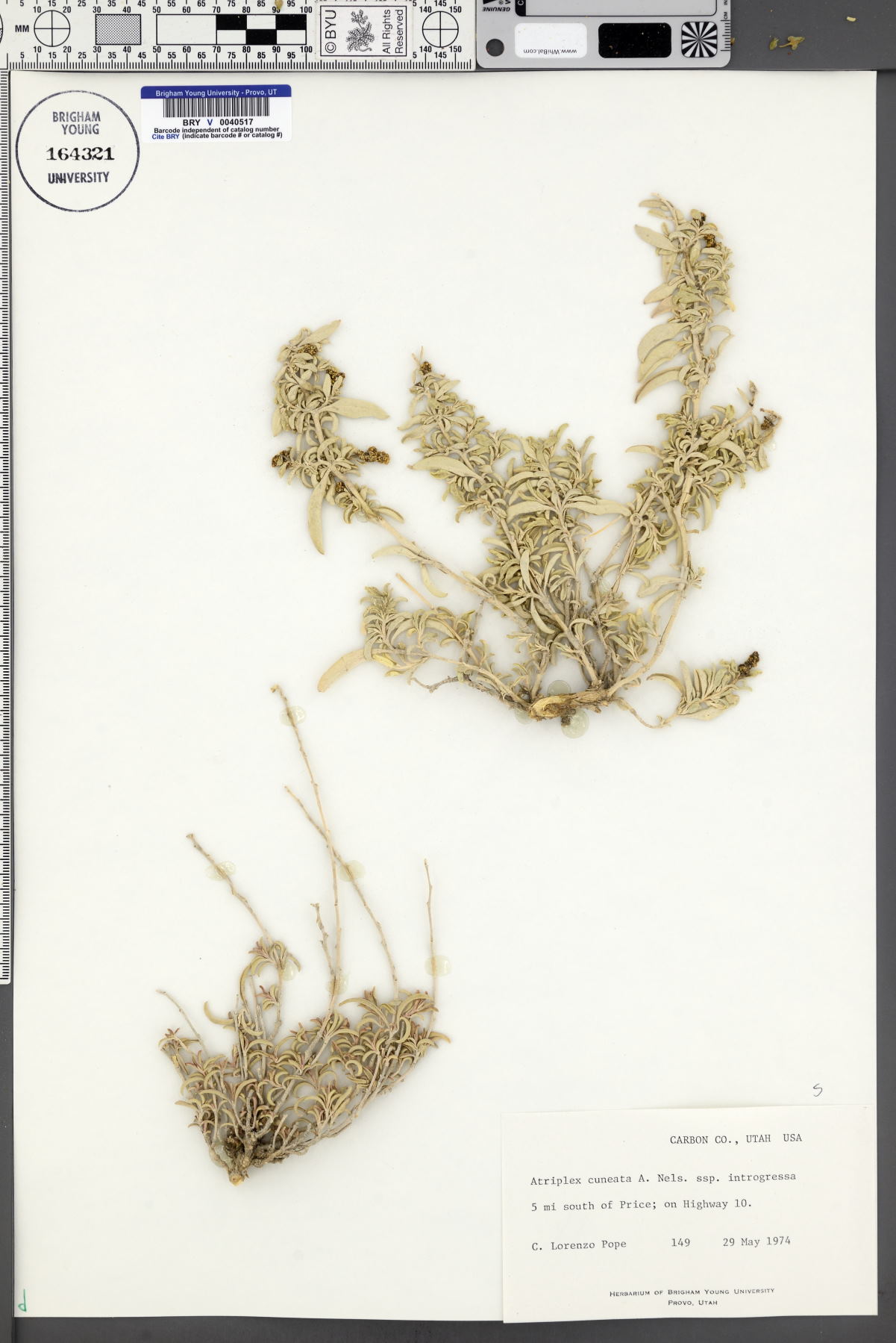 Atriplex cuneata subsp. introgressa image