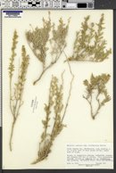 Atriplex cuneata subsp. introgressa image